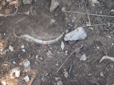 A riprova che un tempo qui c�era il mare ci sono una serie di fossili, quali quelli dei gasteropodi...